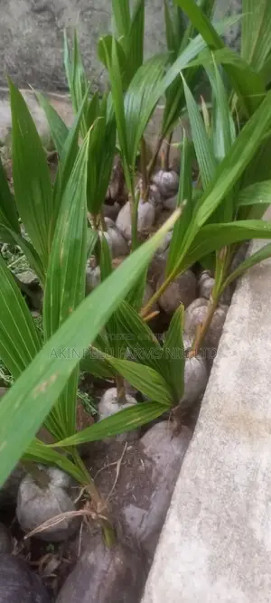 Dwarf Hybrid Malaysian Coconut Seedlings