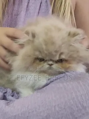 1-3 months Male Purebred Persian