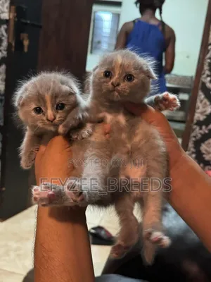 1-3 months Female Purebred Scottish Fold