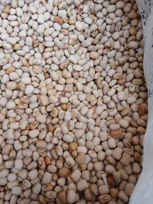 Picked Honey Beans (Another Type)