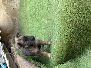 1-3 months Female Purebred German Shepherd