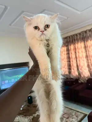 3-6 months Male Purebred Persian