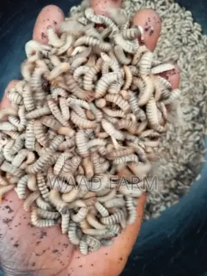 Black Soldier Fly(Bsf) Egg,Larvae,Pupae,Training And Setup