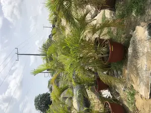 Golden Palm in Pot for Sell