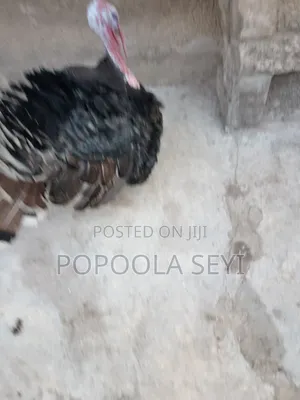 Turkey in Good Healthy