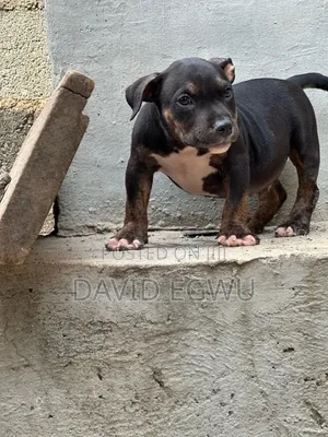 3-6 months Female Purebred American Bully