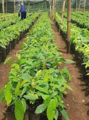 Cocoa Seedlings Available for Sale