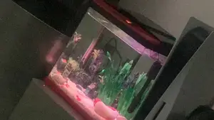 Table Top Aquarium