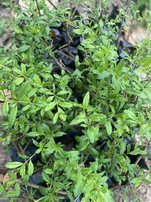 Pomegranate Seedlings