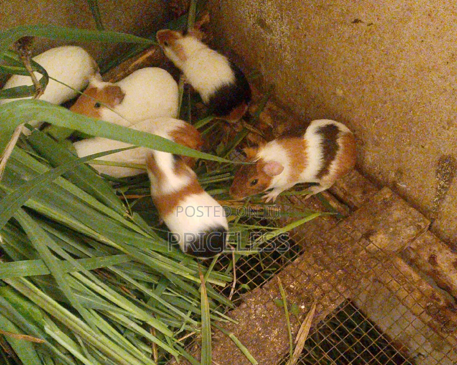 Guinea Pigs