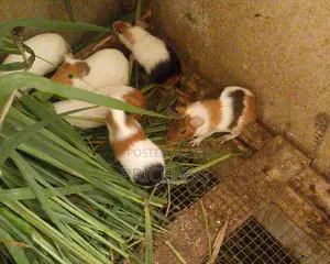 Guinea Pigs