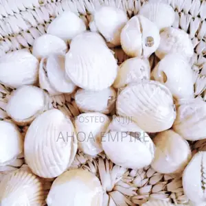 Money Drawing Shell/Owo Aje