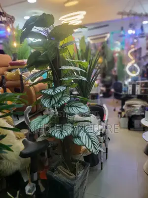 Giant Broad Imported Flowers
