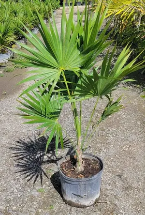 Florida Thatch Palm (Thrinax Radiata)