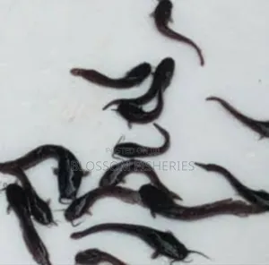 Catfish Fingerling