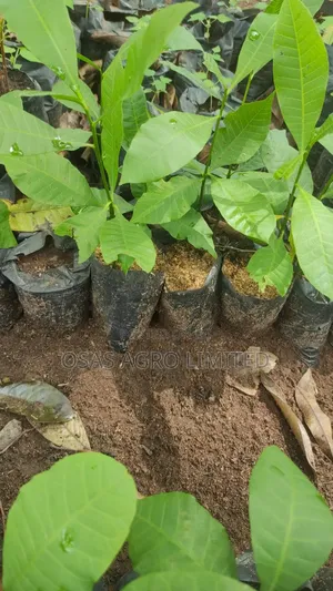 Hybrid/Jumbo Cashew Seedling (Anacardium Occidentale)