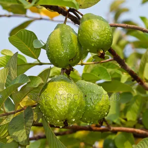 Hybrid Dwarf Jumbo Guava