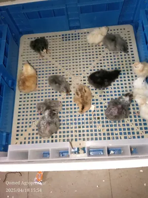 Day Old Chicks