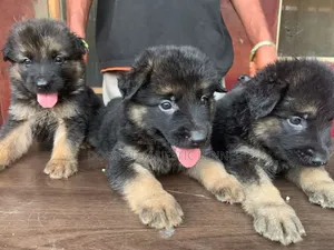 1-3 months Female Purebred German Shepherd