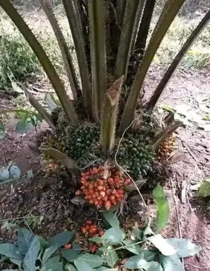 Tenera Oil Palm Seedlings