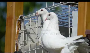 Pure White Dove for Sale