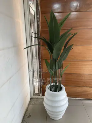 Skybird Plant In White Fibrepot