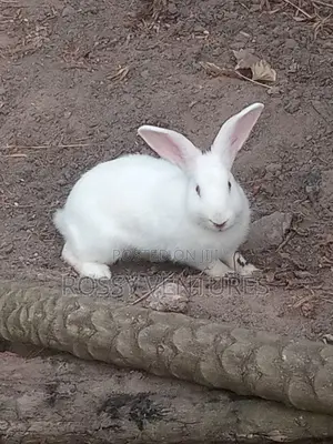 Cute Fluffy Exotic Bunnies