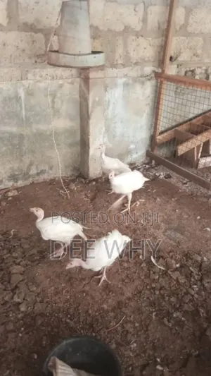 5 Weeks Foreign Turkey