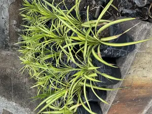 Spider Plants Indoor Plants