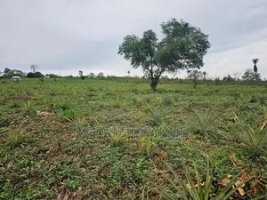 Four Acre Farm Land With Pineapple Distress Sale
