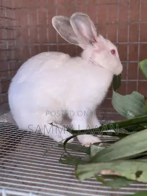California White Rabbits for Sale
