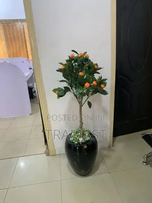 Apple Vase, Orange Tree And Combo