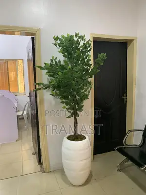 Classic Granade, 150cm Ficus Plant And Combo