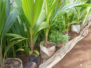 Dwarf Coconut Seedlings