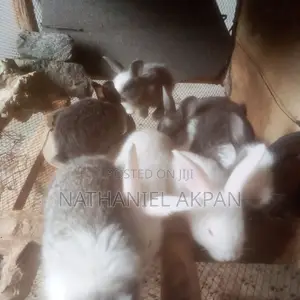 Rabbits for Sale!