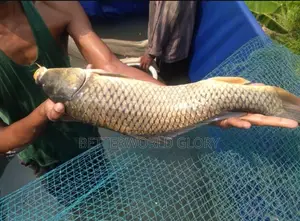 European Carp Fish Fingerlings and Juveniles