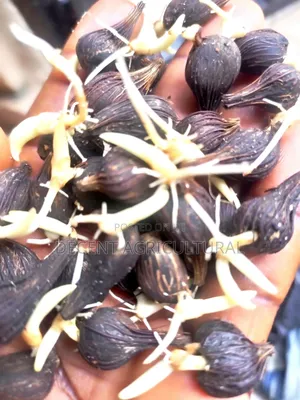 Best Oil Palm Seedlings