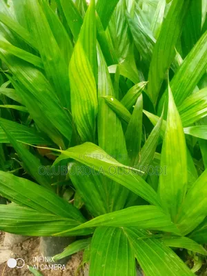 100% Tenera Oil Palm Seedlings
