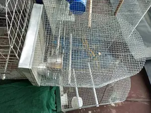 Well Built Local Cage for Your Parrot