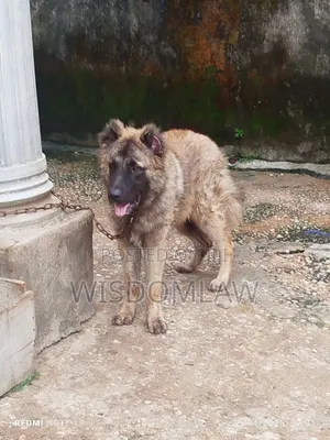 6-12 months Male Purebred Caucasian Shepherd