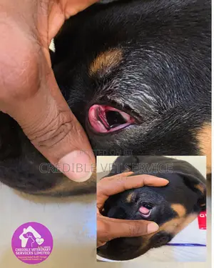 Reliable Animal Health Solutions at Credible Veterinary