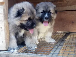 1-3 months Female Purebred Caucasian Shepherd