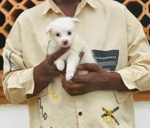 1-3 months Female Purebred American Eskimo