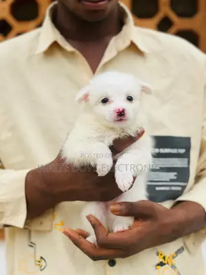 1-3 months Female Purebred American Eskimo