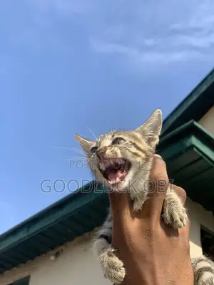1-3 months Female Purebred American Shorthair
