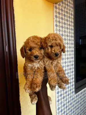 1-3 months Female Purebred Poodle