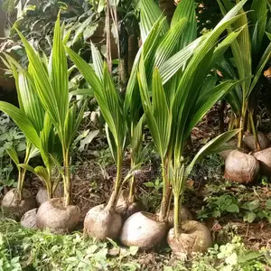 Hybrid Dwarf Coconut Seedlings