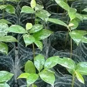 Soursop Seedlings 