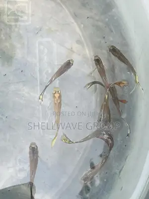 Guppy Fish