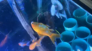 Gold Fishes